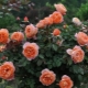 All about the Lady of Shallot roses