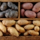 Alt om kartoflers opbevaringstemperatur