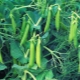All about growing peas