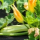 All about growing zucchini