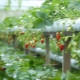 Alles über den Anbau von Erdbeeren und Erdbeeren im Winter