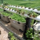 All about growing strawberries in pipes