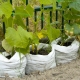 All about growing bagged cucumbers