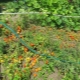 Alt om dyrkning af tomater ifølge Maslov
