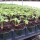 All about growing tomato seedlings