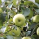 All about apple trees