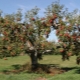 Alt om beskæring af æbletræer om foråret