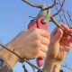 All about pruning apple trees