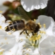 Tout sur la pollinisation des cerises