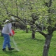 Todo sobre la fertilización de manzanos en primavera.