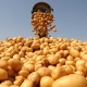 Tout sur le rendement des pommes de terre
