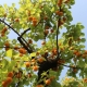 Growing apricots in the Moscow region