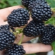 Growing blackberries in Siberia