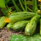 Zucchine in crescita in campo aperto