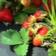 Aardbeien kweken onder agrofibre