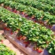 Erdbeeren unter einem Abdeckmaterial anbauen