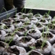 زراعة البصل من البذور في سنة واحدة عن طريق الشتلات