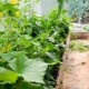 Cultivo de pepinos y tomates en el mismo invernadero.