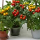 Cultiver des tomates cerises sur un rebord de fenêtre