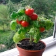 Growing tomatoes on a windowsill