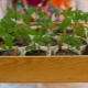 Tomatensetzlinge anbauen, ohne zu Hause zu pflücken