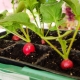 Growing radishes on a windowsill