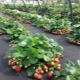 Growing remontant strawberries and strawberries