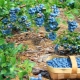 Anbau von Gartenblaubeeren in der Region Moskau
