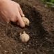 قانون زراعة البطاطس