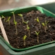 Quanti giorni germoglia il peperone e cosa fare in caso di scarsa germinazione?