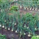 What can you plant next to garlic?