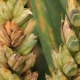 什么是小麦镰刀菌以及如何治疗这种疾病？