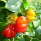 Was ist Surinam-Kirsche und wie wird sie angebaut?