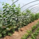 How can you tie up cucumbers in a greenhouse and greenhouse?