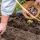 Cum să pregătiți usturoiul pentru plantare toamna?