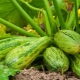 Hvordan planter man zucchini i åben jord?
