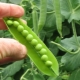 How to plant peas?
