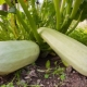 Hvordan planter man zucchini?