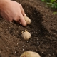 Hoe aardappelen te planten?