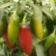 A quoi ressemble le piment jalapeno et comment le cultiver ?