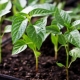 ¿Cómo cultivar plántulas de pimiento?