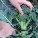 Comment faire pousser du brocoli ?