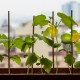 Hvordan dyrker man agurker i vindueskarmen?