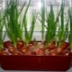 ¿Cómo cultivar cebollas verdes en el alféizar de una ventana?