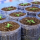 ¿Cuándo y cómo plantar berenjenas para plántulas?