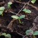 Quando e come piantare i cetrioli per le piantine?
