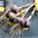 Când și cum să recoltați usturoiul?