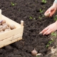 Quand planter des pommes de terre ?