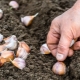 Is it possible to plant winter garlic in spring as spring garlic and how to do it?
