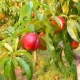 Je možné vypěstovat nektarinku ze semínka a jak na to?